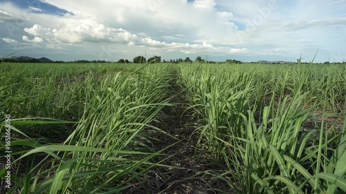 Sugarcane plantation or cane farm and fields with green plant leaves slow wind blows on rainy season for agriculture small sugar cane garden and farmers with biofuel or gasoline fuel at kanchanaburi
