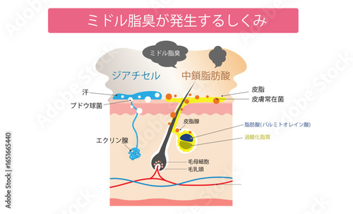 ミドル脂臭が発生するしくみ