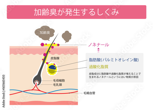 加齢臭が発生するしくみ