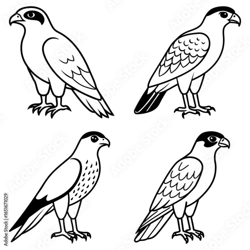 Four outlined caracaras standing in different poses with detailed feather patterns and black head markings