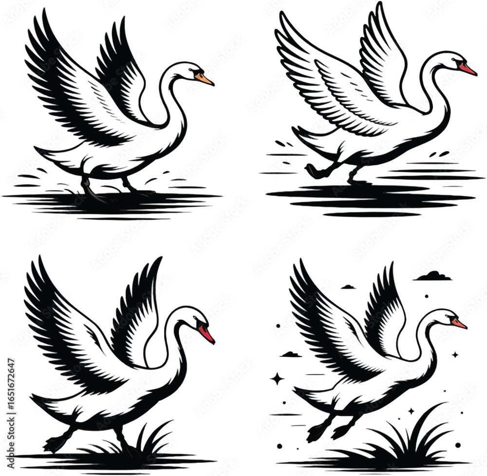 Fototapeta premium Black and White Swan Illustrations with Wings Spread