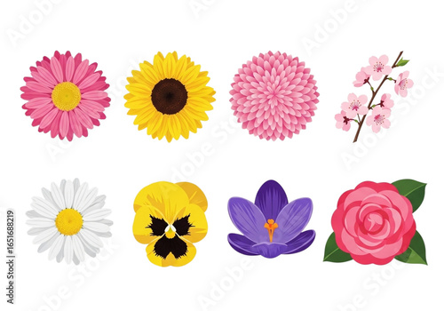 A beautiful set of colorful flower illustrations isolated on white, with a variety of daisy, rose, and gerbera blossoms