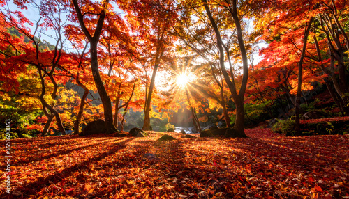 Vibrant Autumn Forest Scene Sunlight Shining Through Colorful Foliage Creating A Warm Glowing Atmosphere
