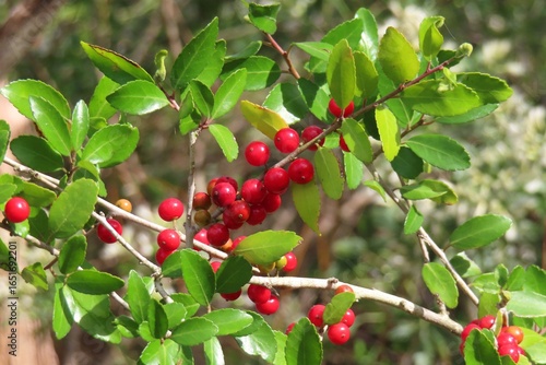 Ilex vomitoria commonly known as Yaupon Holly in Florida nature, closeup