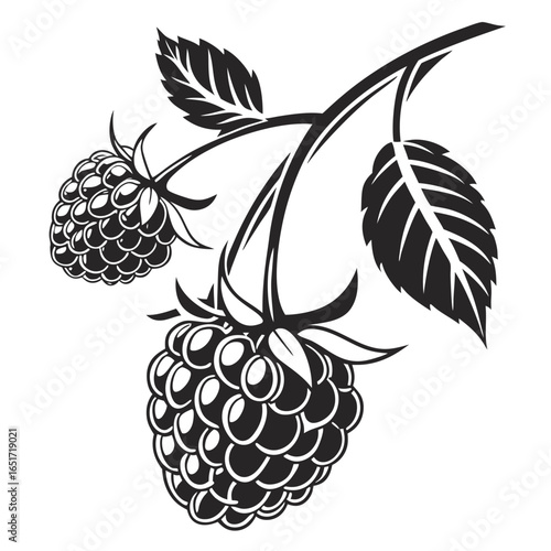 A stylized black and white illustration of two ripe raspberries on a branch with green leaves showcasing a classic and elegant design