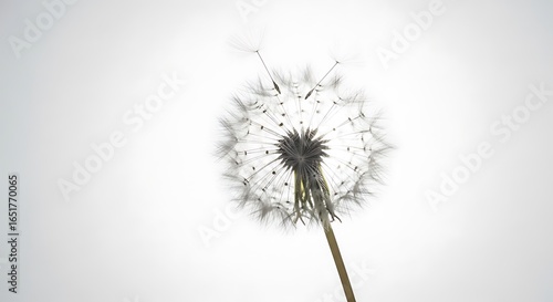 Wallpaper Mural Ephemeral Beauty A Delicate Dandelion Seed Head Against a Soft White Backdrop Exhibiting Nature's Intricate Design Torontodigital.ca