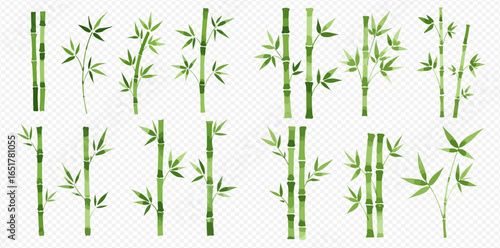 A collection of various green bamboo stalks, stems, and leaves, illustrated and isolated on a transparent background.