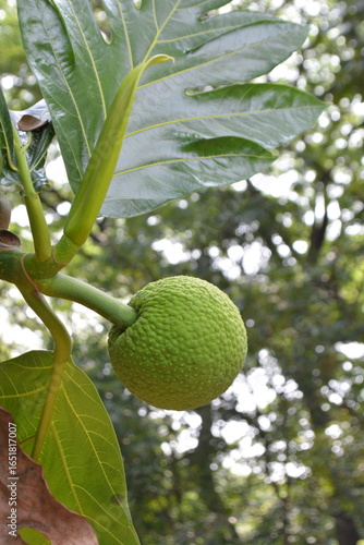 Wallpaper Mural A vibrant green, young breadfruit hanging from a branch, surrounded by its large, lobed leaves with a blurred, natural background Torontodigital.ca