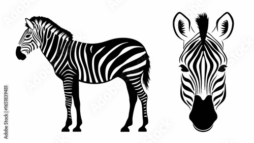 Illustration of a zebra standing sideways and a zebra head facing forward in black and white color scheme | editable eps vectors silhouette