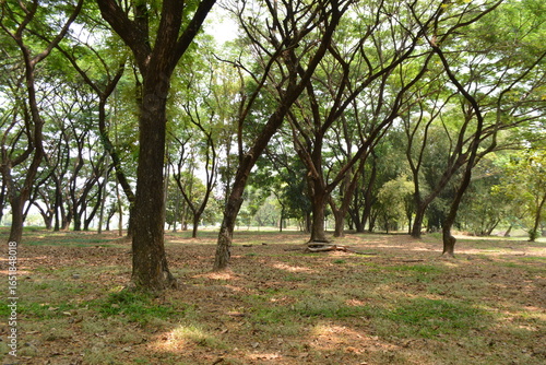 Podobny obraz