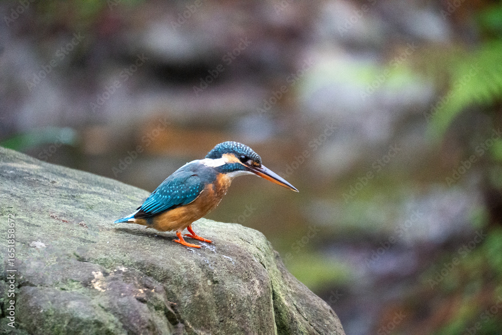 Fototapeta premium Kingfisher on Rock