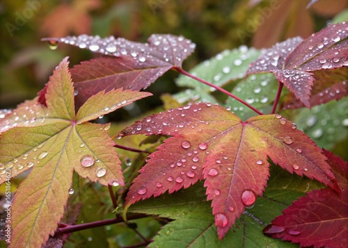 leaf with dew drops