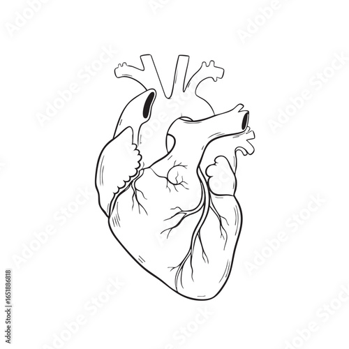Detailed anatomical heart illustration in black and white medical diagram for educational resources and healthcare design projects perfect for presentations and articles