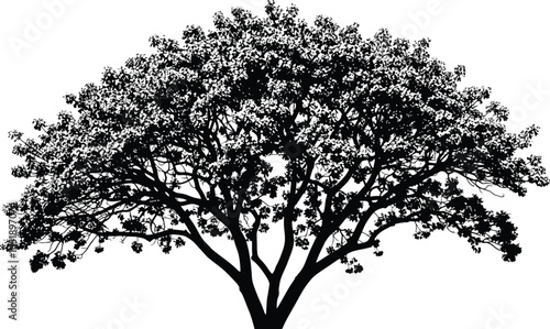Silhouette of a tree with dense foliage, showcasing its intricate branches and leaves in a striking black composition