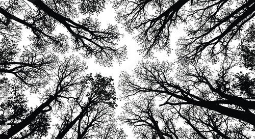 Looking up at the intricate network of tree branches against the sky, a natural pattern symbolizing the beauty of the forest canopy
