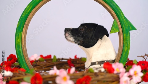 Dog framed by flowers and a green circle