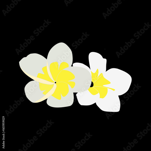 frangipani flower on black background