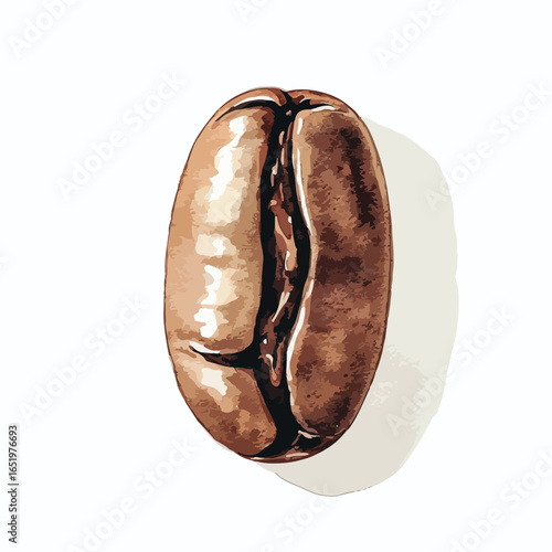 Detailed Illustration of a Roasted Coffee Bean with Shadow and Texture