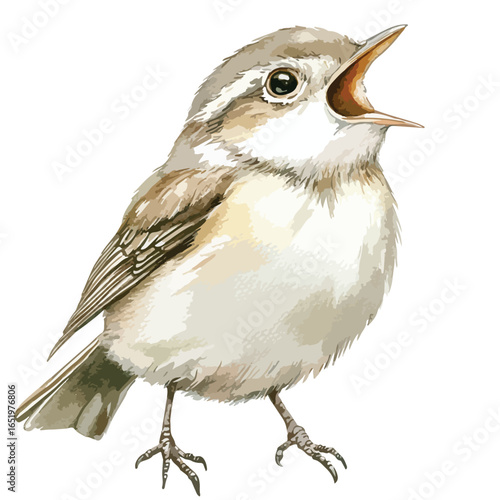 Detailed Illustration of a Small Bird with Open Mouth