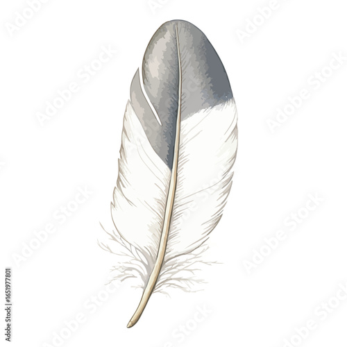 Detailed vector illustration of a single gray and white bird feather