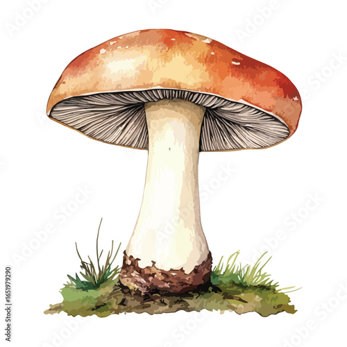 Detailed Watercolor Illustration of a Majestic Mushroom with Cap and Stem
