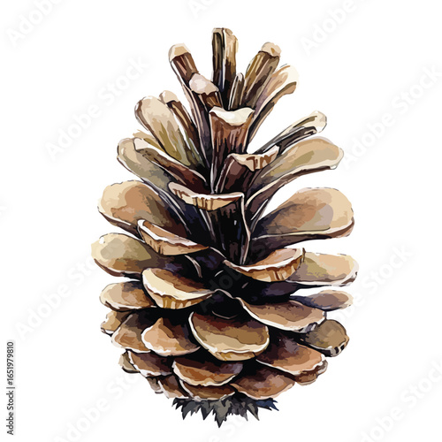 Detailed Watercolor Illustration of a Pine Cone (1)