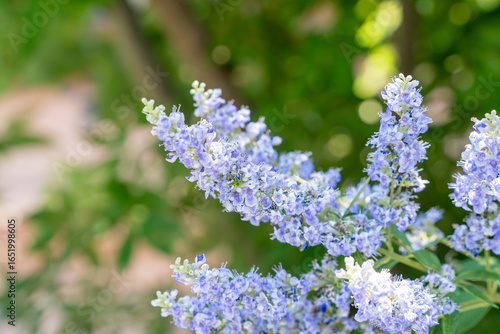 セイヨウニンジンボクの花