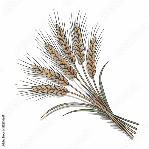 Bunch of golden wheat stalks tied together on a white background