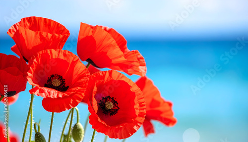 Vibrant Red Poppies Blooming Against Blue Ocean Backdrop Summer Floral Scene with Sunlight and Natural Beauty