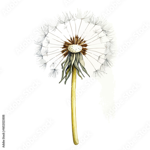 Watercolor Dandelion Seed Head with Detailed Stem and Delicate Seed Structure (1)