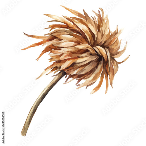Watercolor depiction of a dried spiky flower with a long stem