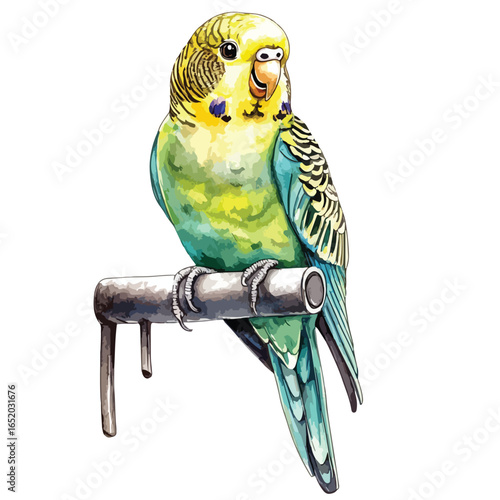 Watercolor Illustration of a Budgerigar Perched on a Metallic Perch