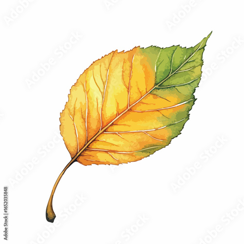 Watercolor Illustration of a Colorful Autumn Leaf with Veins and Stem