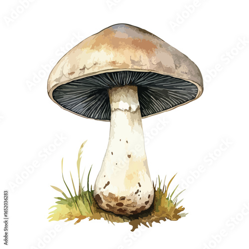 Watercolor Illustration of a Detailed Mushroom with Textured Cap and Gills