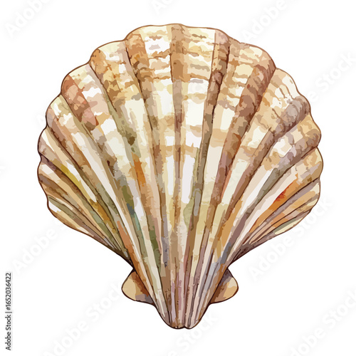 Watercolor Illustration of a Detailed Textured Scallop Shell with Varied Hues