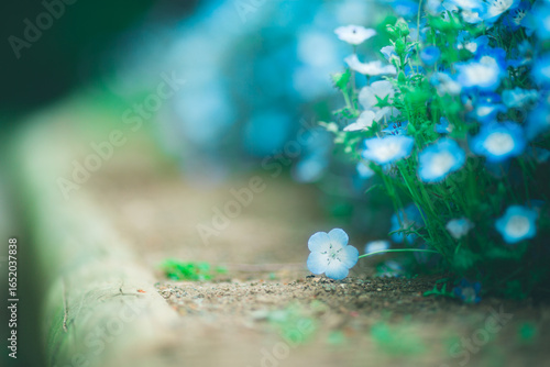 幻想的なネモフィラ