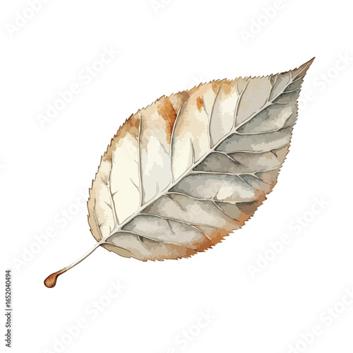 Watercolor illustration of a single slightly decaying autumn leaf with visible veins