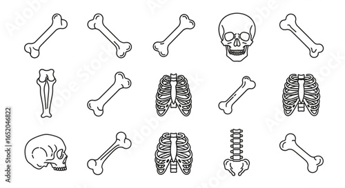 Human skeleton bones anatomy vector illustration for medical education and halloween design concept