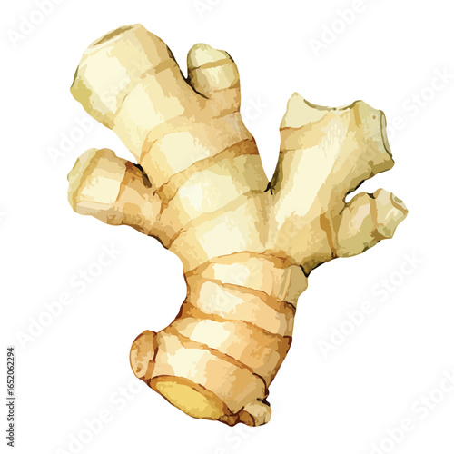 Watercolor Style Ginger Root with Textured Surface and Branching Rhizomes