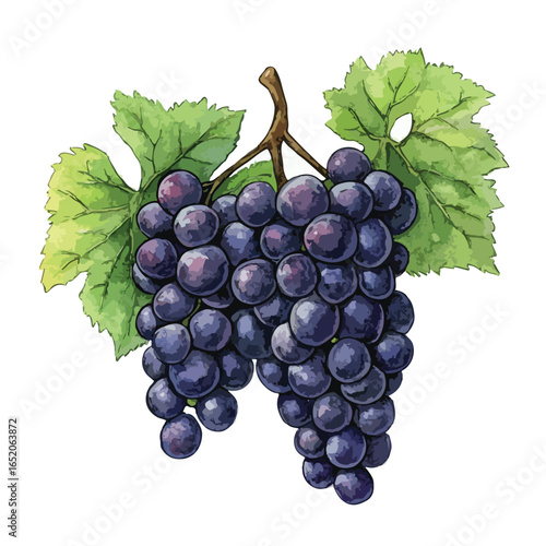 Watercolor Style Illustration of Two Bunches of Dark Grapes with Green Leaves