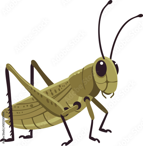 Grasshopper insect isolated on white background vector illustration in natural colors 