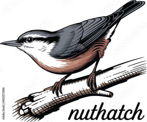 Detailed illustration of a nuthatch bird perched on a branch, showcasing its distinctive gray, white, and reddish-brown plumage in a vintage style with the word "nuthatch" below.