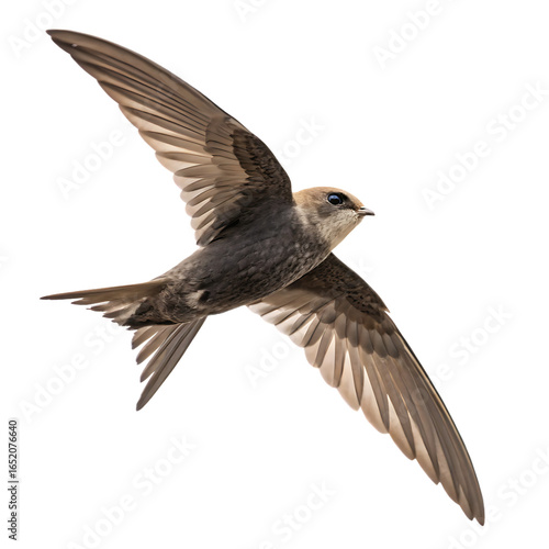 swift bird isolated on white background, png, ai generated.
