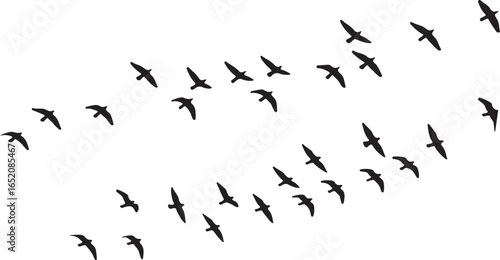 Flock of Birds in Flight A Minimalist Black and White Illustration Flocks of flying pigeons, Silhouetted flying birds flock

