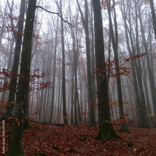 Misty autumn forest with tall, slender trees and a carpet of fallen leaves