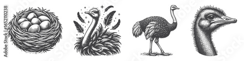 Vintage Hand-Drawn Ostrich Illustration, Nest with Eggs Engraved Vector for Wildlife and T-Shirt Design