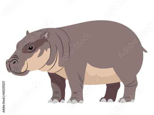 Pygmy hippo on a white background.
