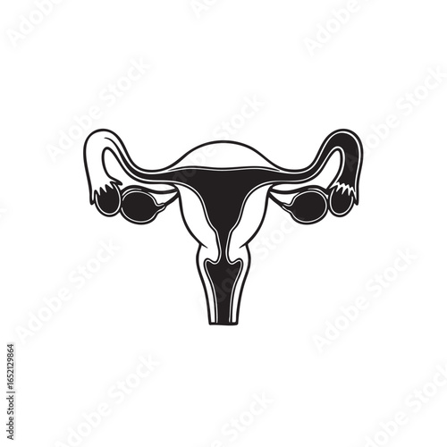 Black and white illustration of the female reproductive system showcasing uterus ovaries and fallopian tubes ideal for medical and educational use