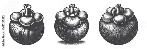 Vintage Hand-Drawn Mangosteen Illustration, Tropical Engraved Vector for Exotic and T-Shirt Design