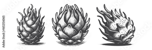 Vintage Hand-Drawn Dragon Fruit Illustration, Exotic Engraved Vector for Tropical and T-Shirt Design